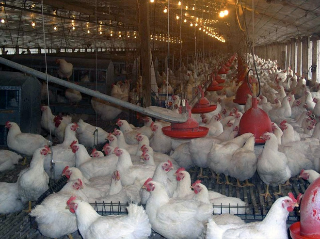 Alert: Vaccine Mutates Chicken Virus Creates Deadly Strain ...